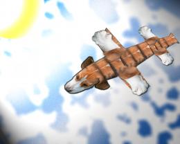 Fly Dog